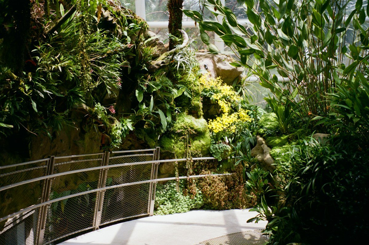A public walkway through a green botanical garden